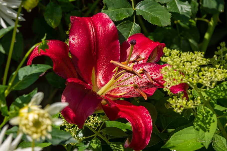 Лилия Регале Королевская