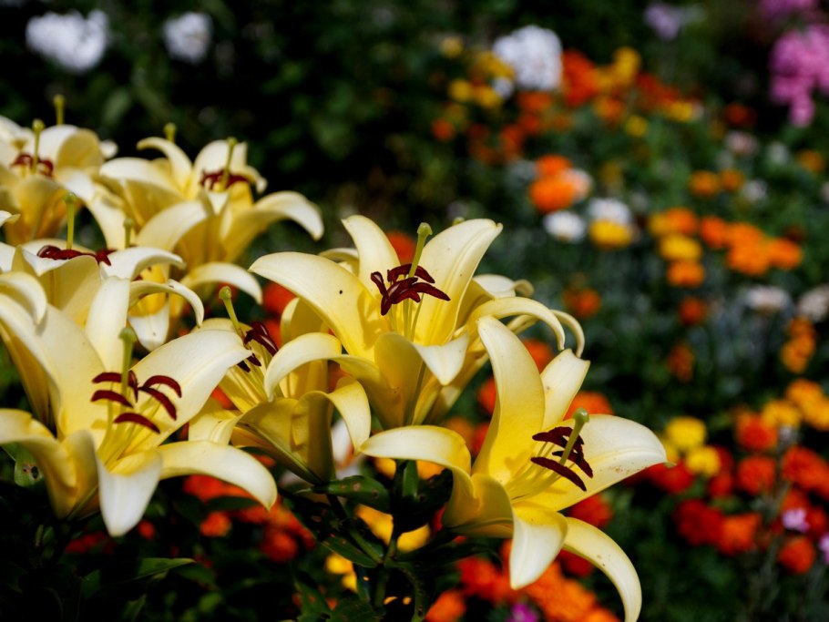 Лилия Королевская розовая