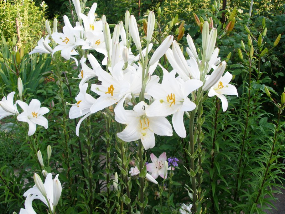 Лилия махровая фото