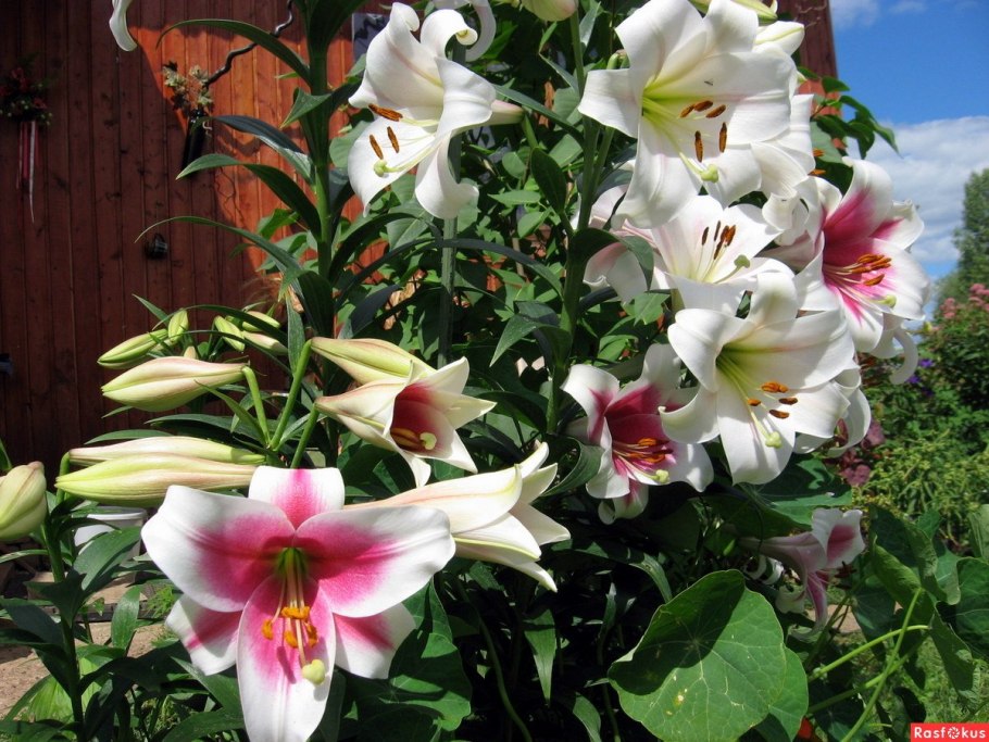 Лилия Королевская (Lilium Regale)