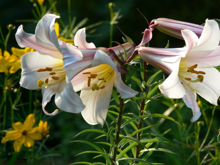 Лилия Регале альбум