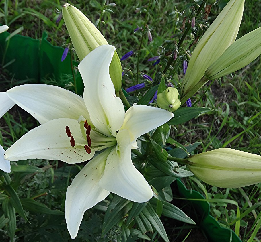 Лилия белая Керчь