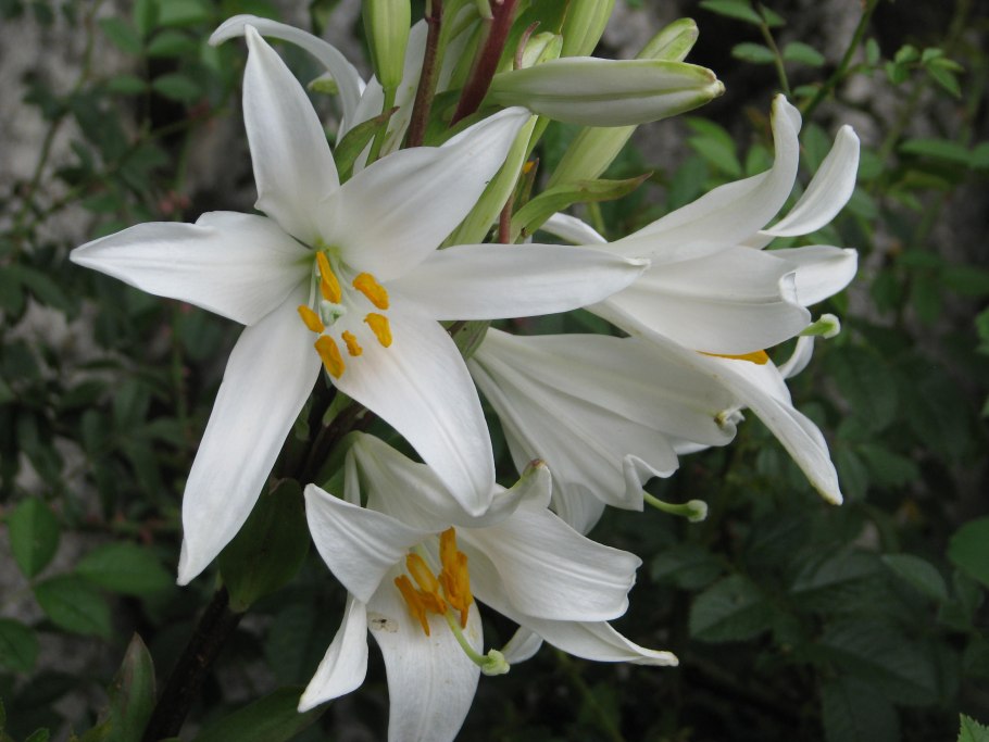 Lilium superbum