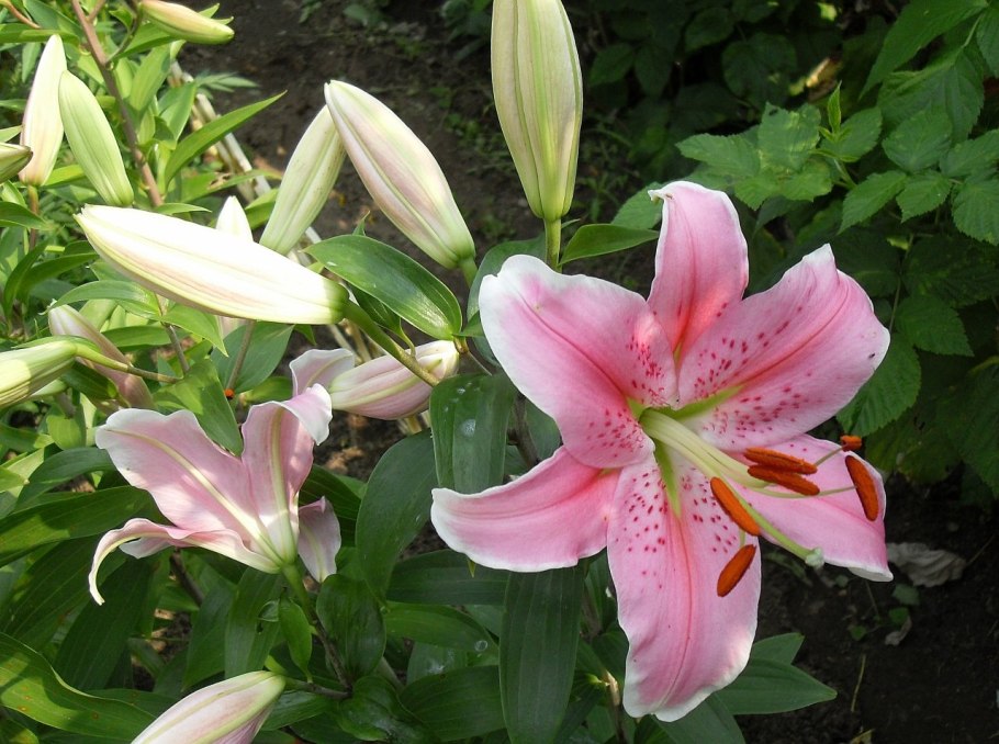 Лилия царственная букет