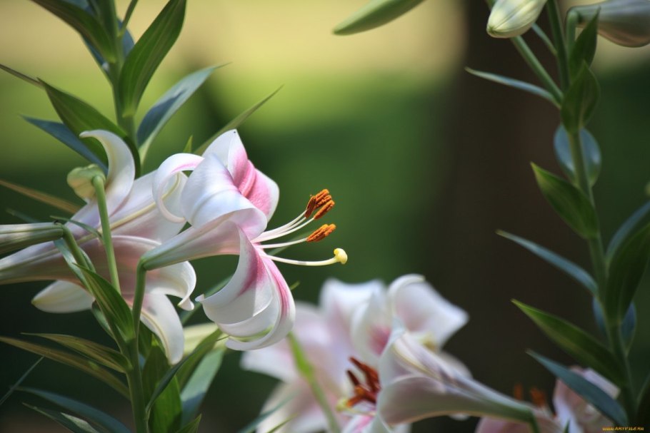 Лилия Регале альбум