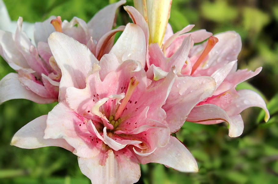 Азиатская лилия марлен