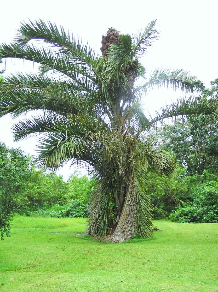 Raphia taedigera