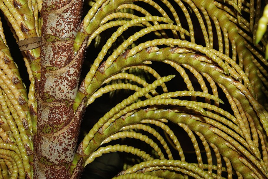 Raphia taedigera