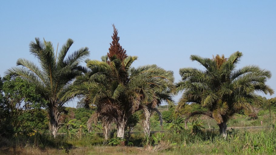 Raphia taedigera