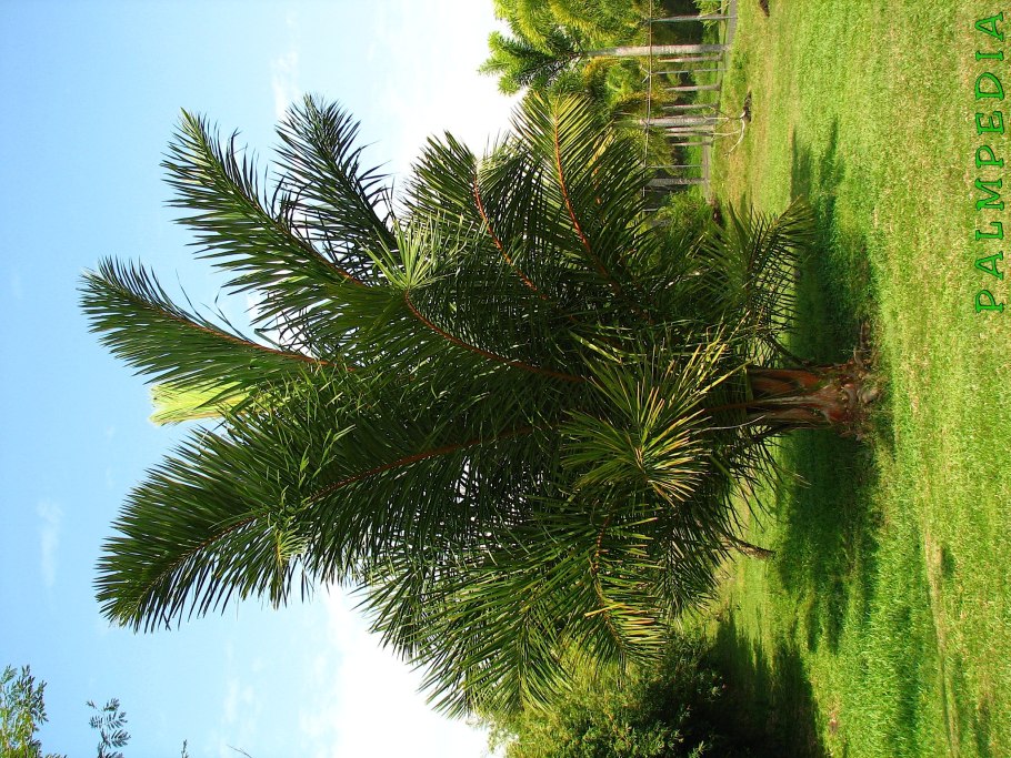 Пальмы Raphia farinifera