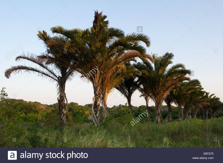 Raphia regalis