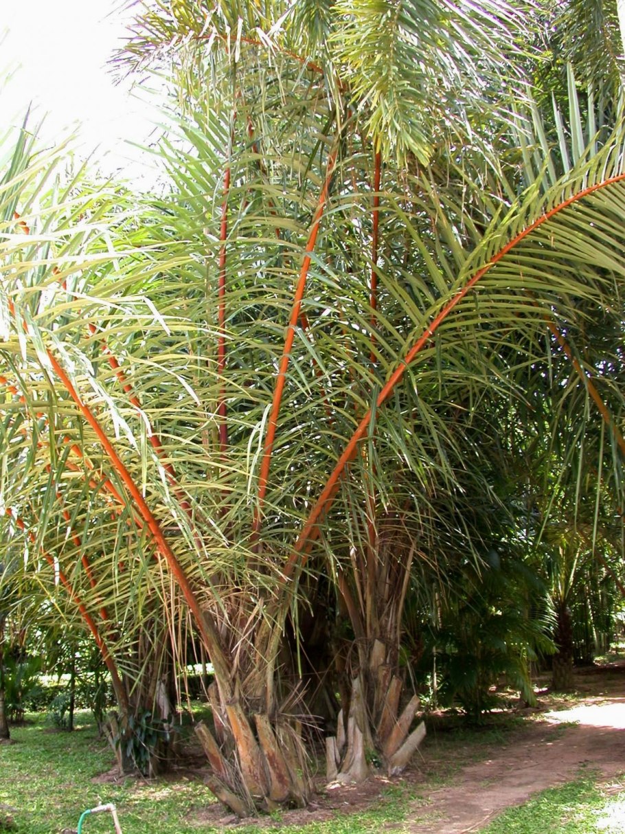 Пальмы Raphia farinifera