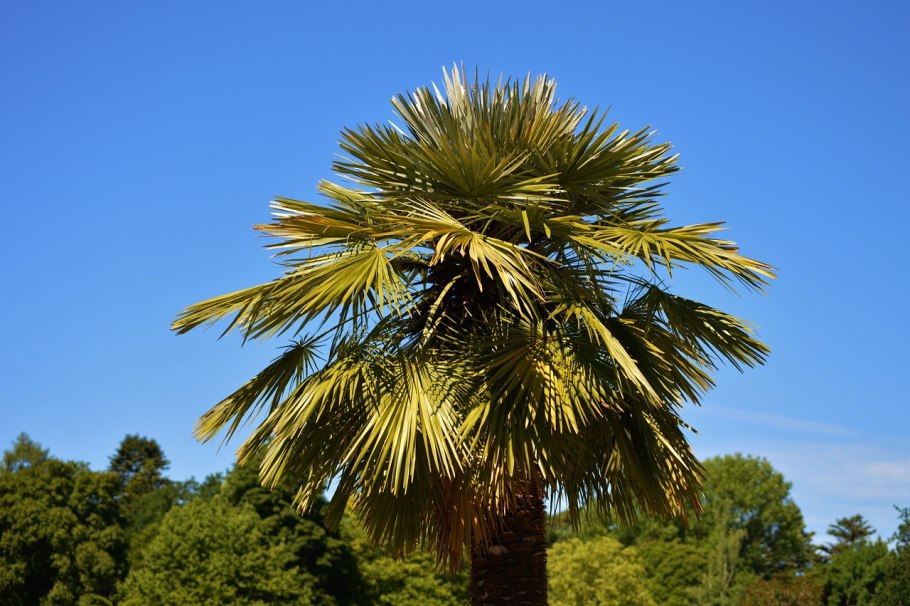 Washingtonia robusta Seeds