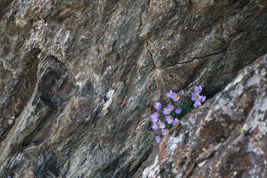 Лжеводосбор рисунок