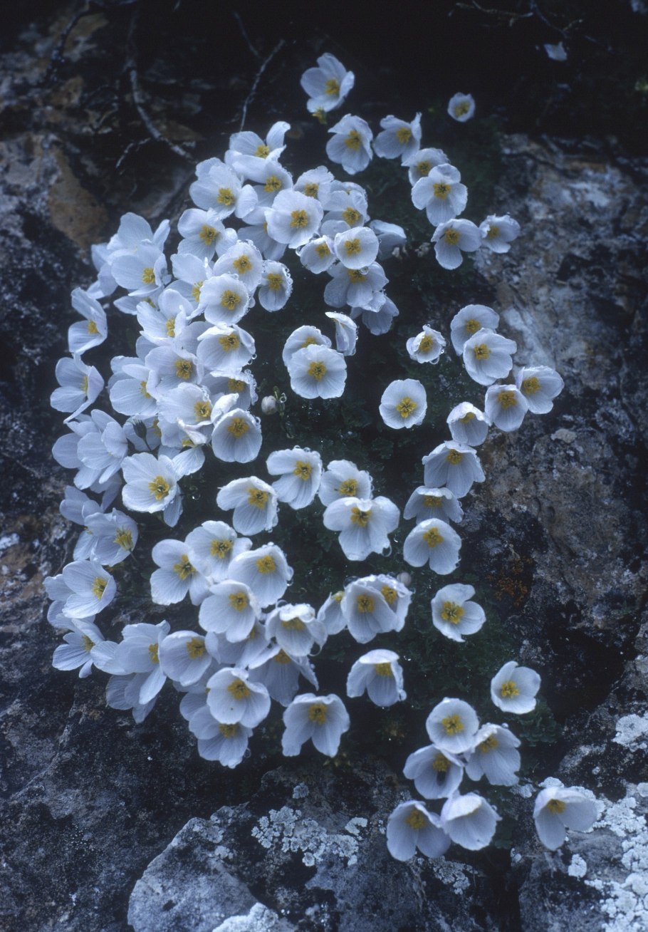 Каеспитоза (caespitosa).