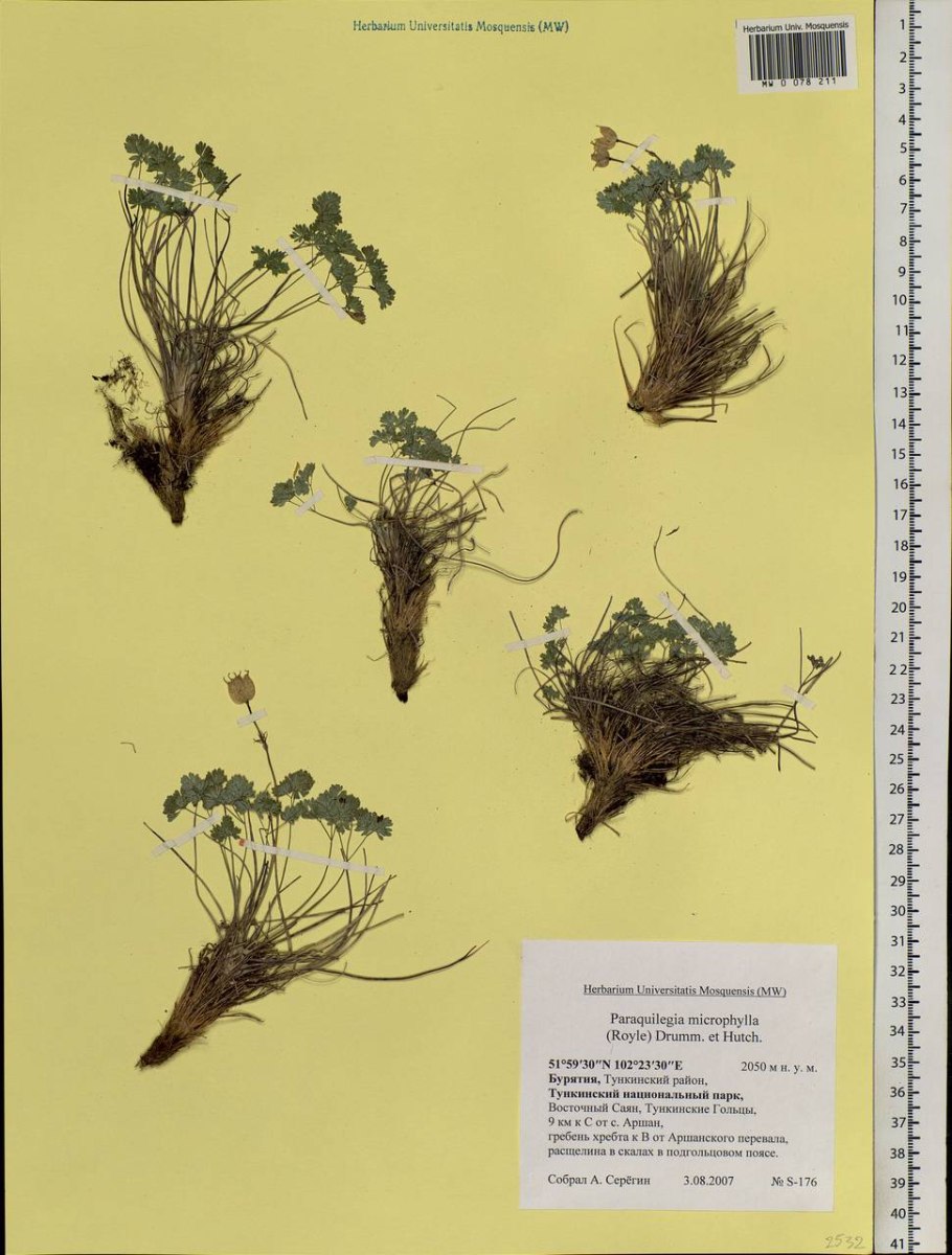 Живучка ползучая в ландшафтном