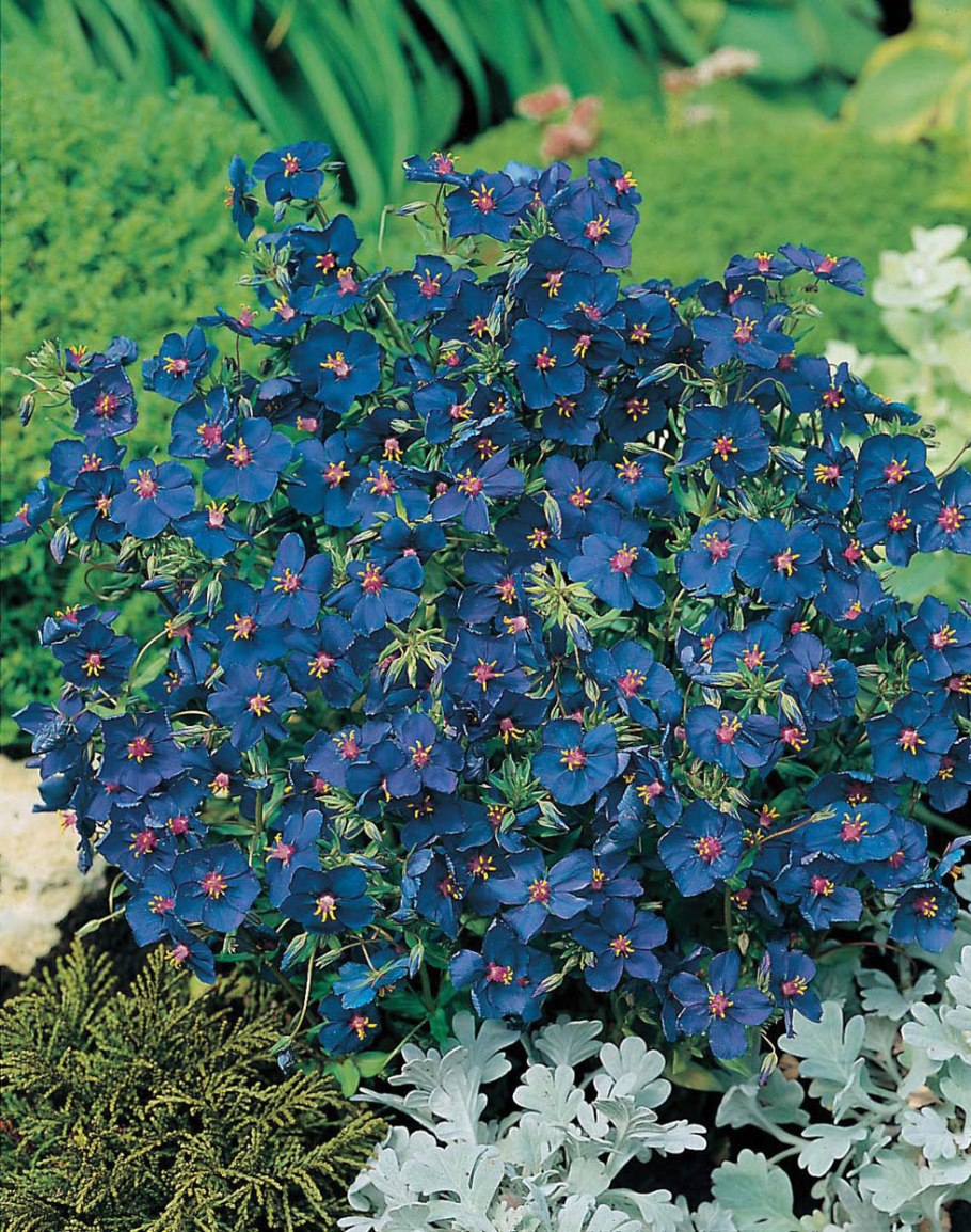 Камнеломка (Saxifragaceae)