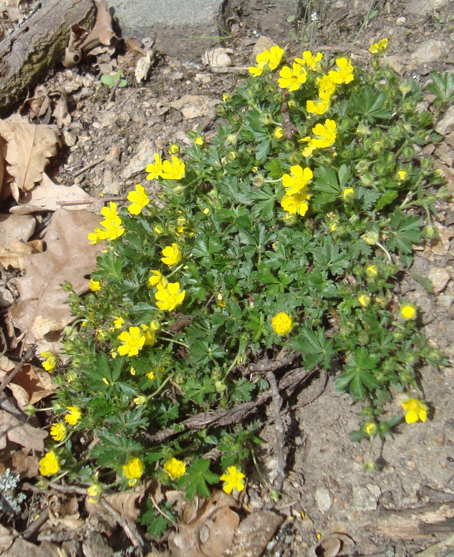 Чубушник венечный Живая