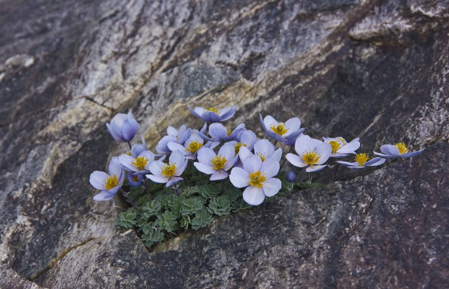 Microphylla цветокmurtrus