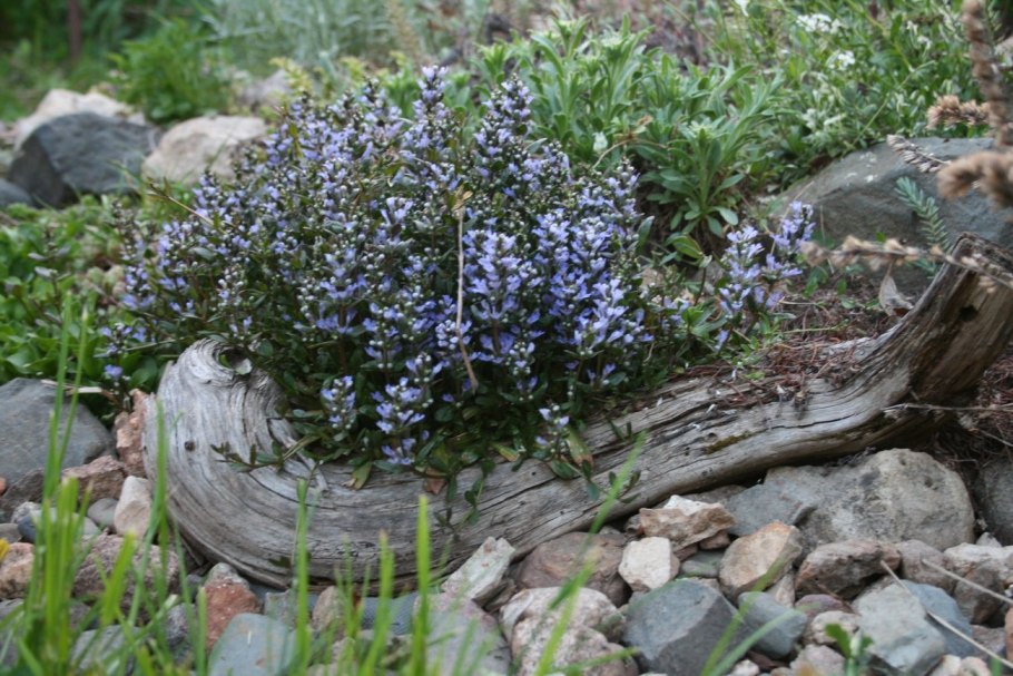 Жимолость мелколистная