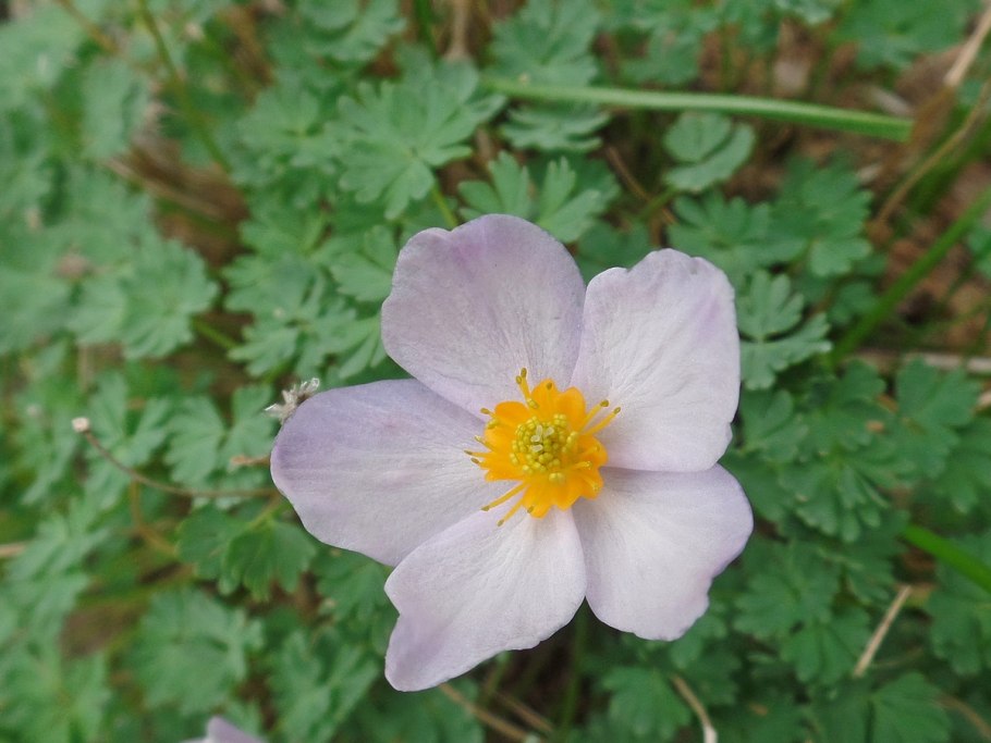 Paraquilegia caespitosa