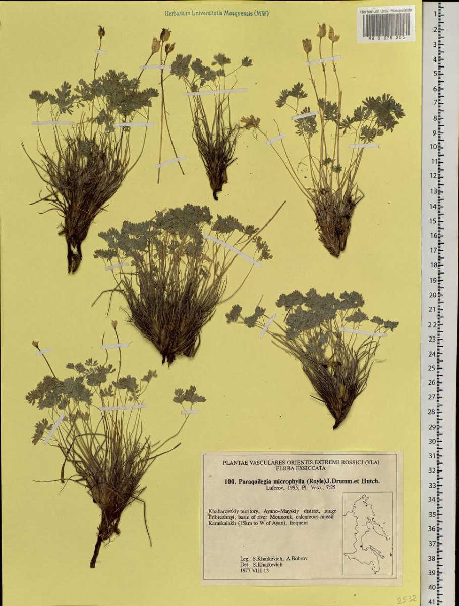 СВЕДА мелколистная