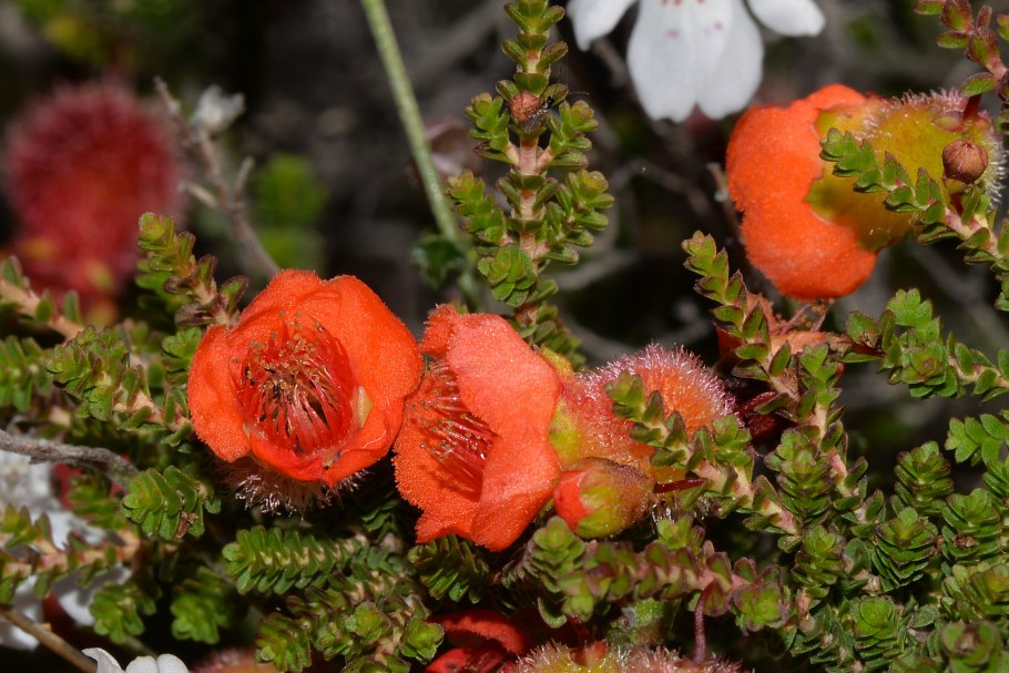 Горец ползучий