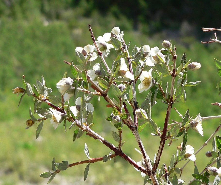 Шиповник цветет куст