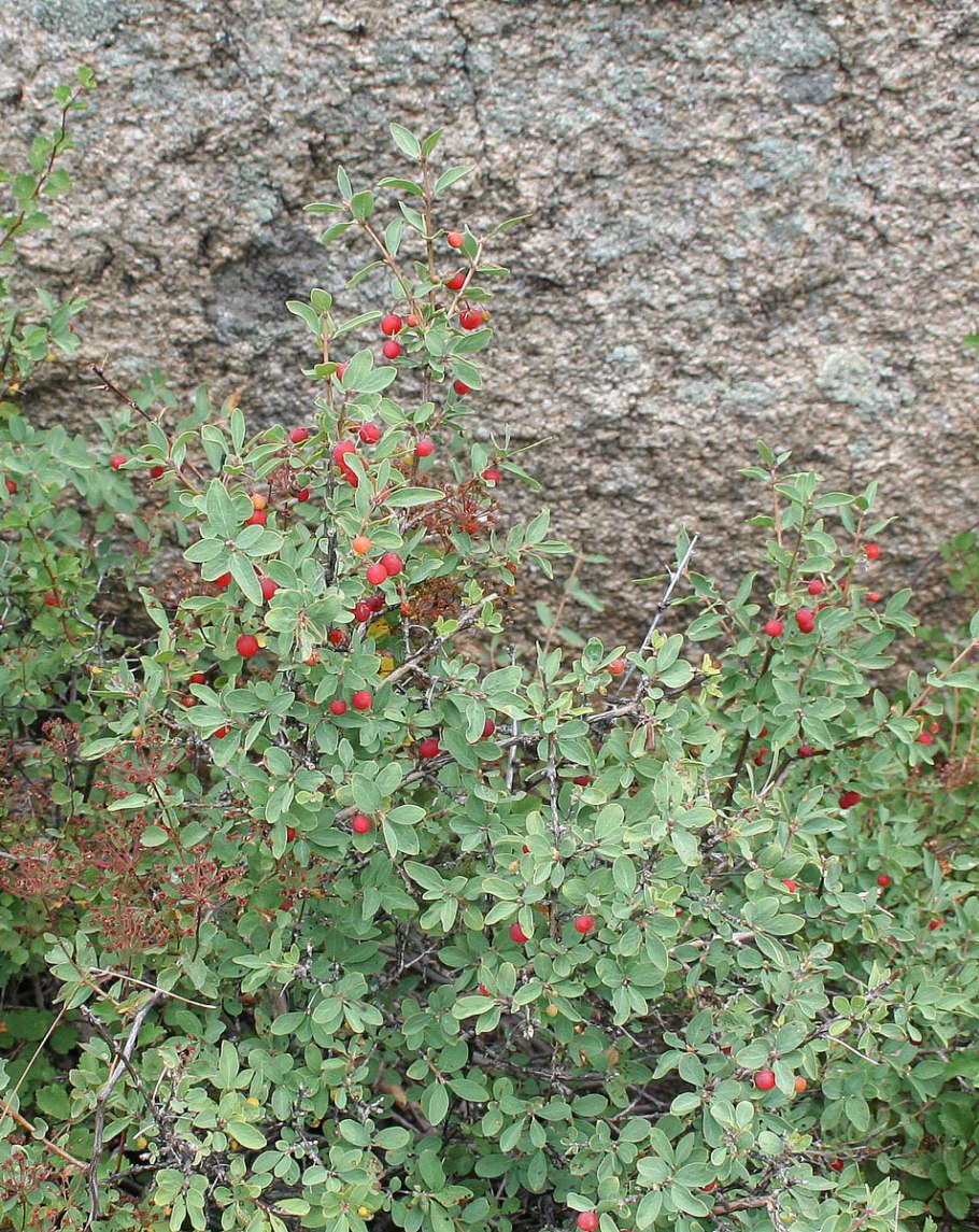 Тимьян лимонный