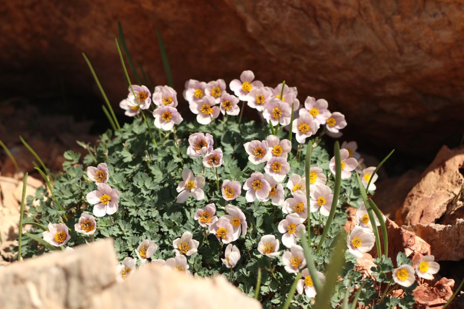 Paraquilegia microphylla