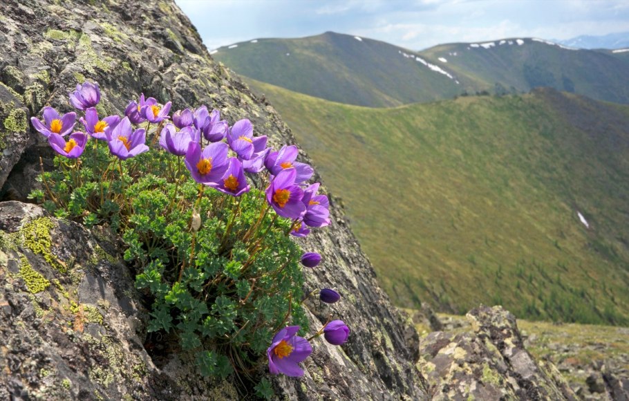 Paraquilegia anemonoides