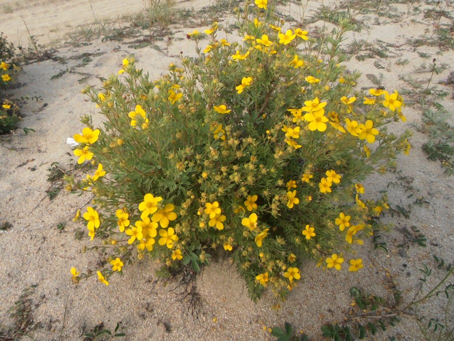 Камнеломка на Камчатке