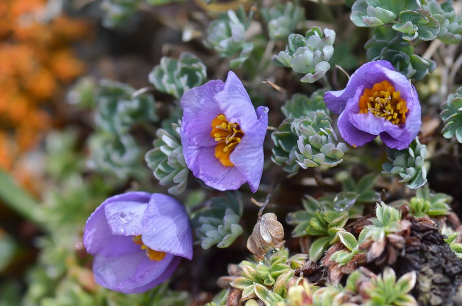 Лжеводосбор ветреницевидный