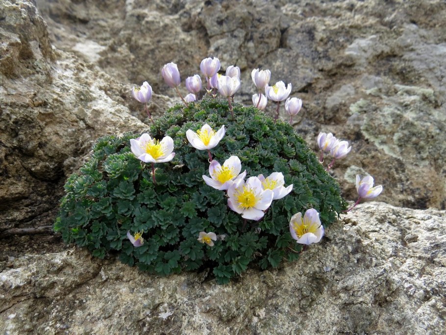 Paraquilegia microphylla