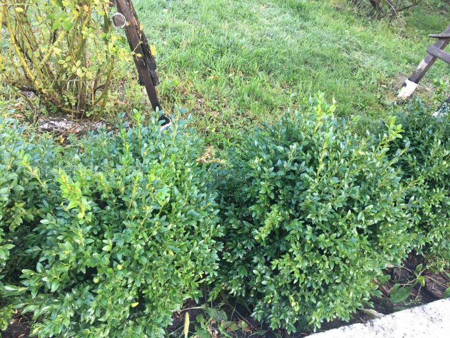 Роза морщинистая Rosa rugosa