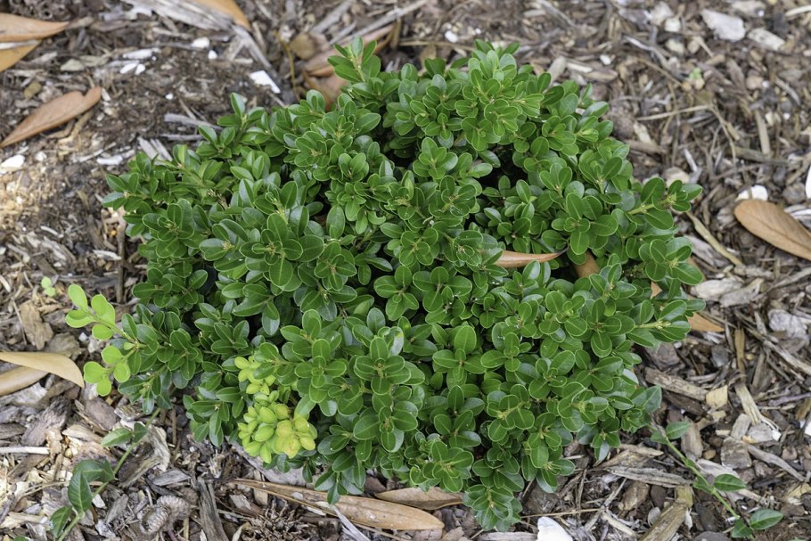 Вакциниум Вересковые