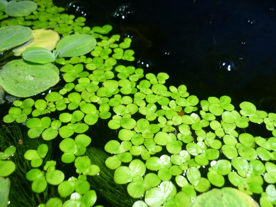 Ряска многокоренник обыкновенный