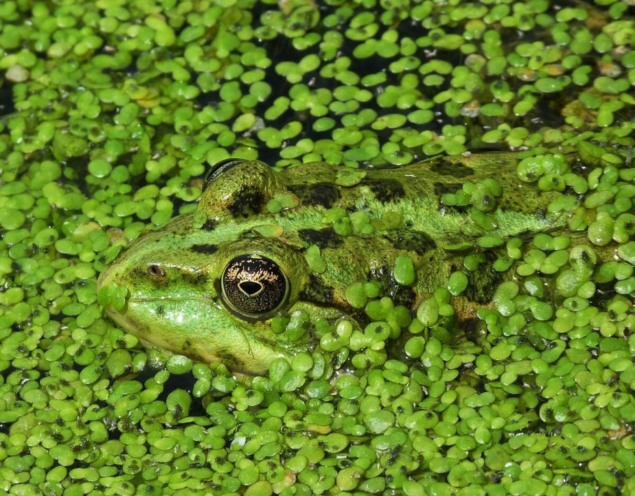 Ряска это водоросль