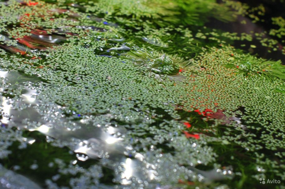 Сальвиния Минима