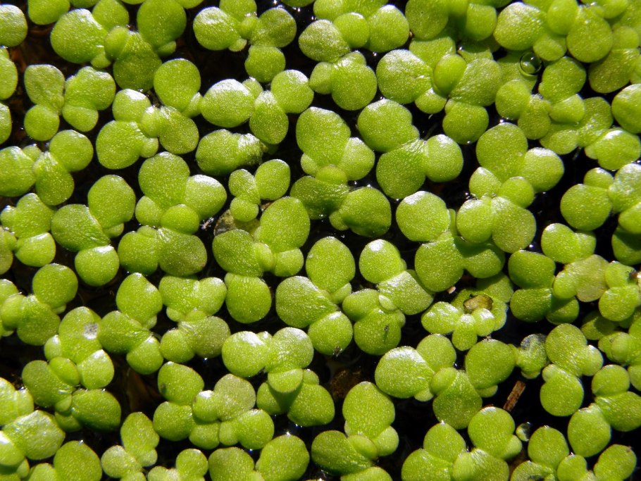 Цветок ряски Вольфия