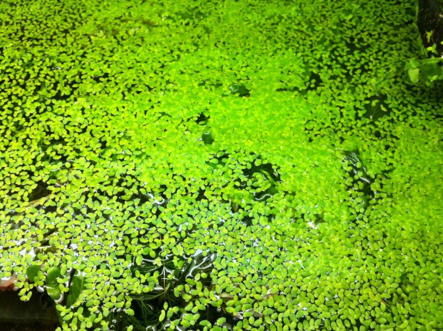 Ряска малая