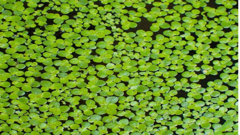 Ряска Болотная