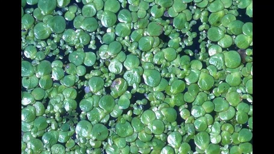 Ряска Вольфия