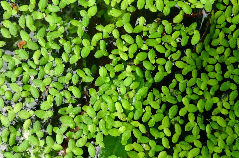 Ряска малая