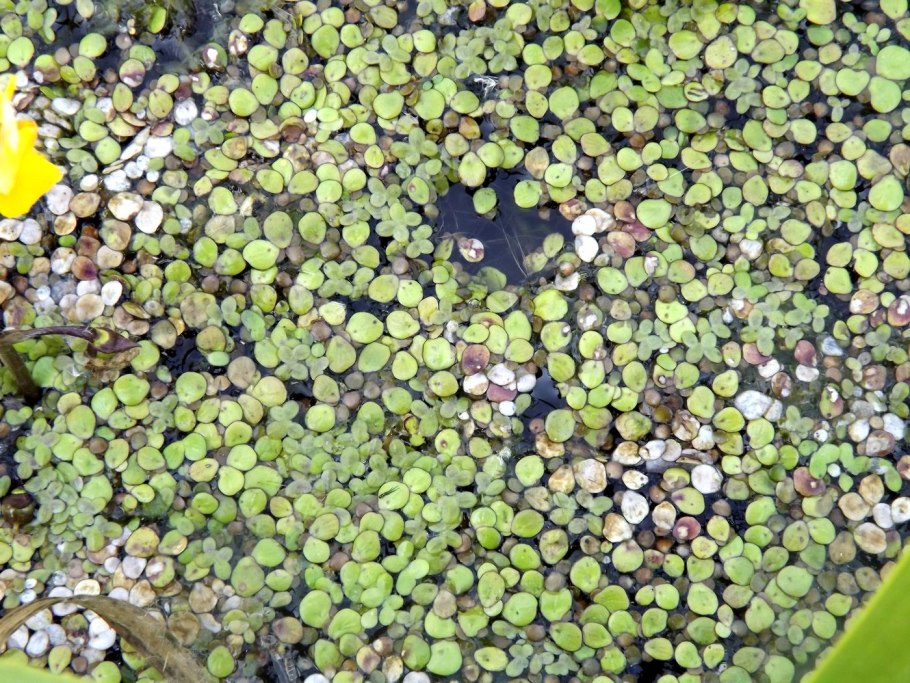 Вольфия бескорневая цветок