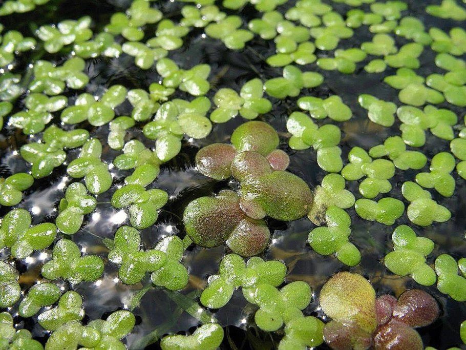 Ряска Болотная цветение