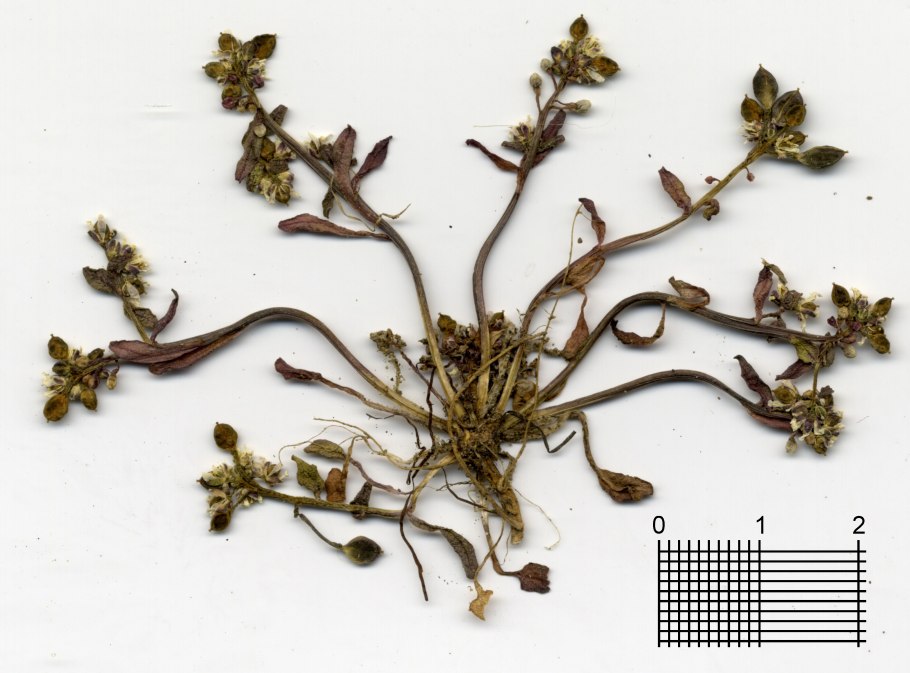 Кохлеария Арктическая