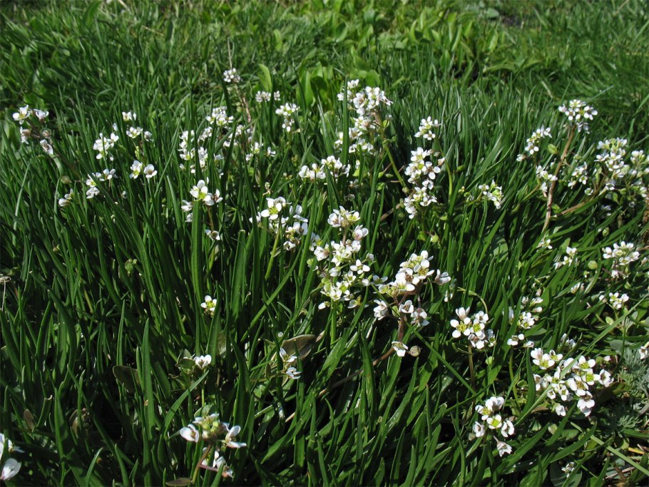 Cochlearia Anglica