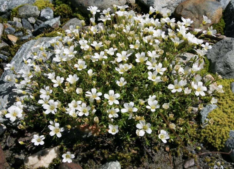 Лапчатка Арктическая