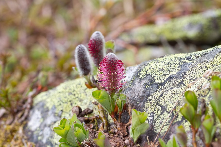 Марк Арктический цветок